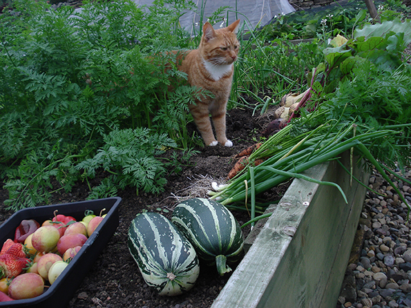 Pheasant Inn garden produce 